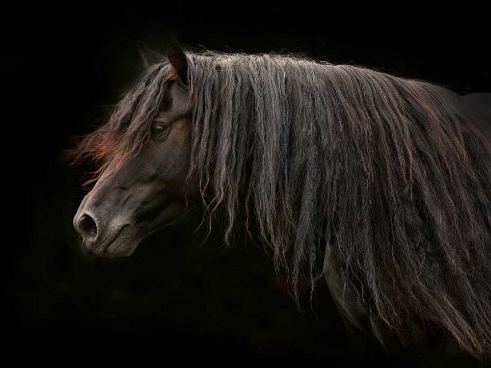 Ebony art print by Tony Stromberg for $57.95 CAD