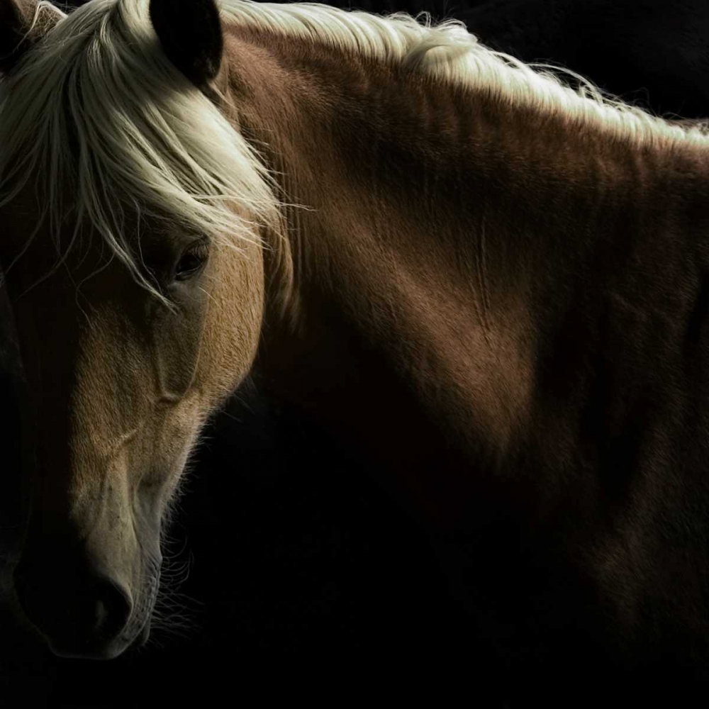 Spirit Horse art print by Tony Stromberg for $57.95 CAD