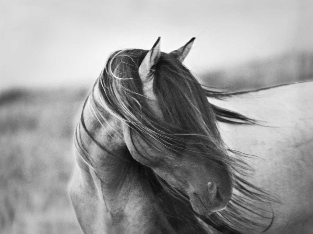 Fierce Grace art print by Tony Stromberg for $57.95 CAD