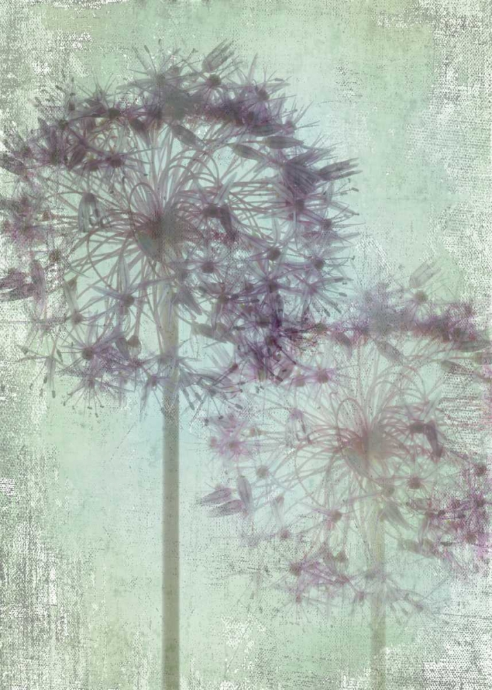Allium Globe Master art print by Judy Stalus for $57.95 CAD