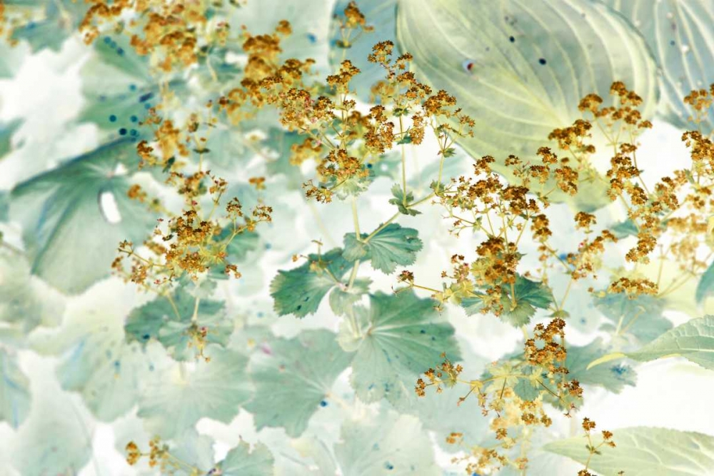 Golden Ladys Mantle art print by Judy Stalus for $57.95 CAD