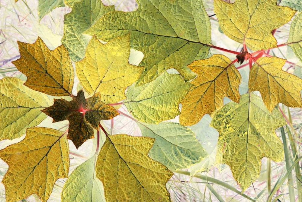 Golden Oak art print by Judy Stalus for $57.95 CAD