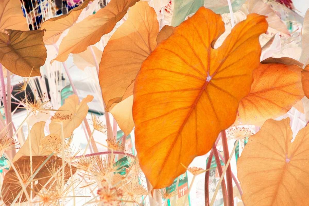 Elephant Ears art print by Judy Stalus for $57.95 CAD