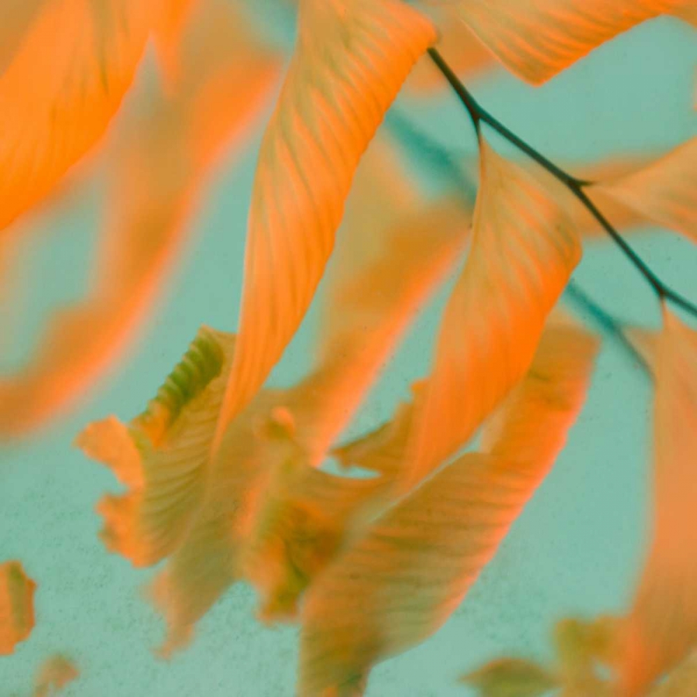 Fern Dance 1 art print by Judy Stalus for $57.95 CAD