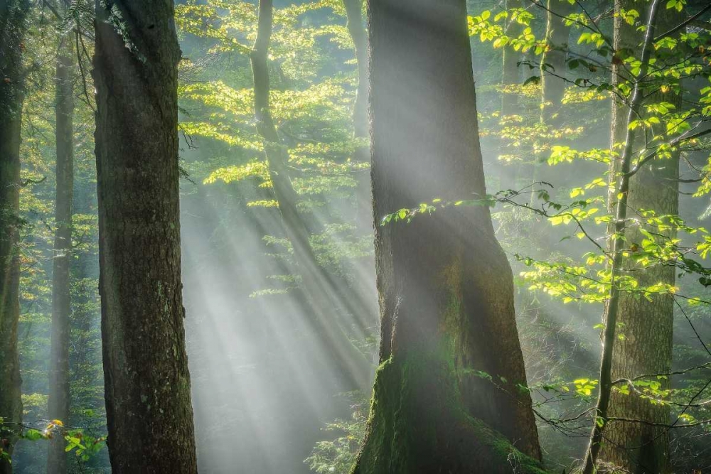 Shower of Light art print by Anne Schneidersmann for $57.95 CAD