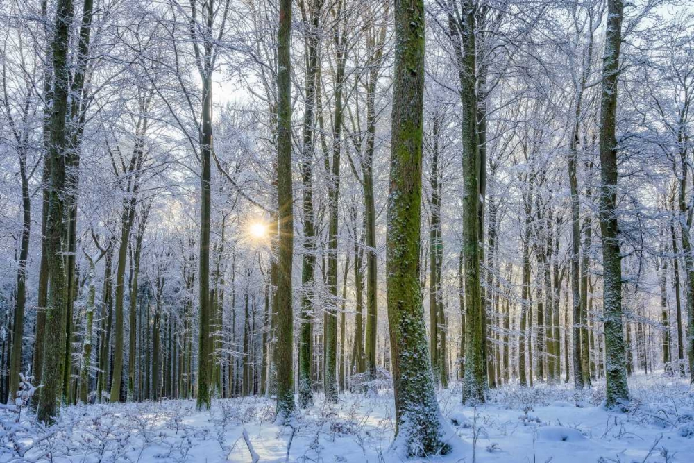 Frosty Forest art print by Anne Schneidersmann for $57.95 CAD