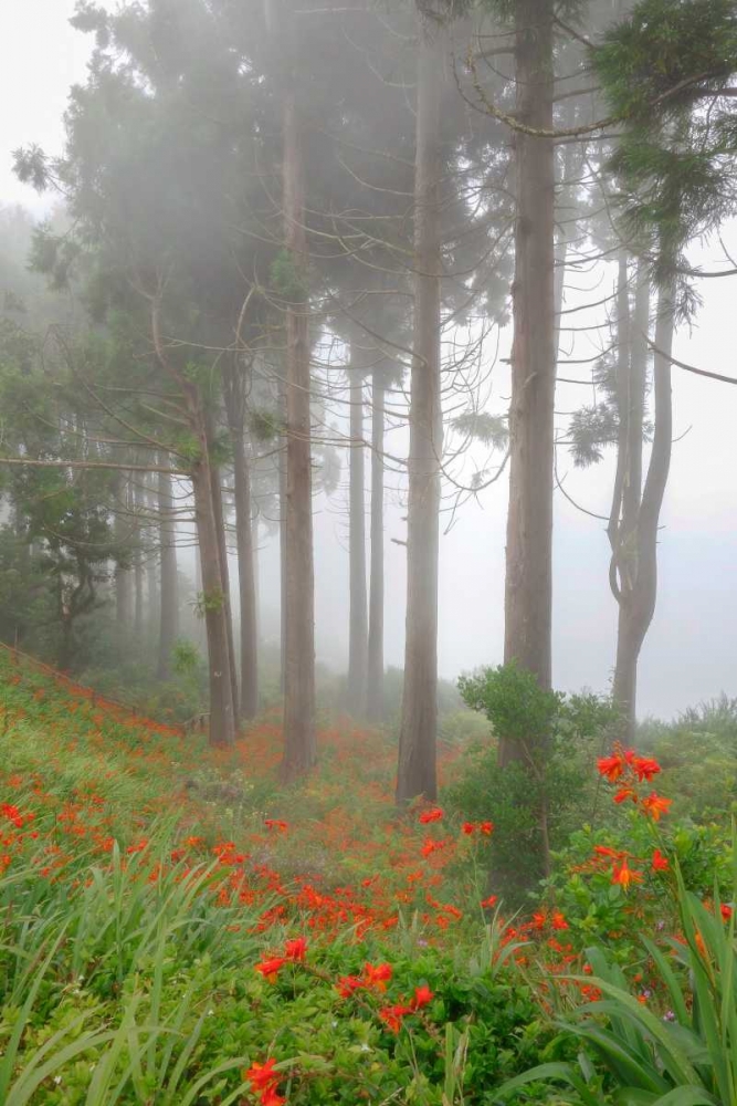 Forest of The Flowers art print by Anne Schneidersmann for $57.95 CAD