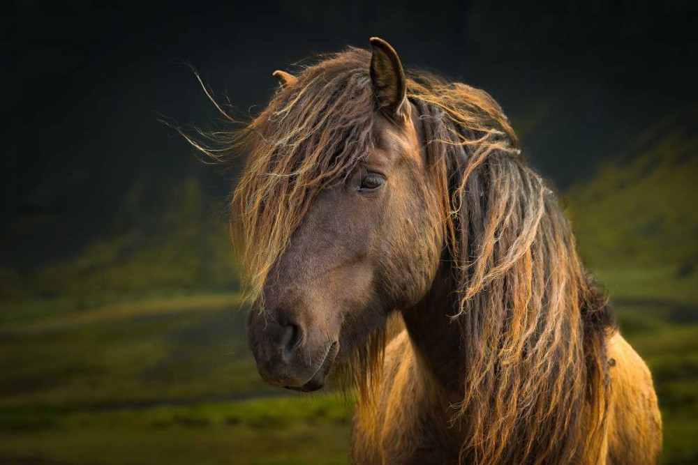 Born To Be Wild art print by Anne Schneidersmann for $57.95 CAD