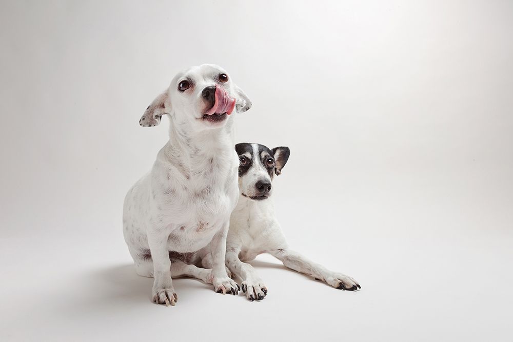 Mouse and Jack art print by Susan Sabo for $57.95 CAD