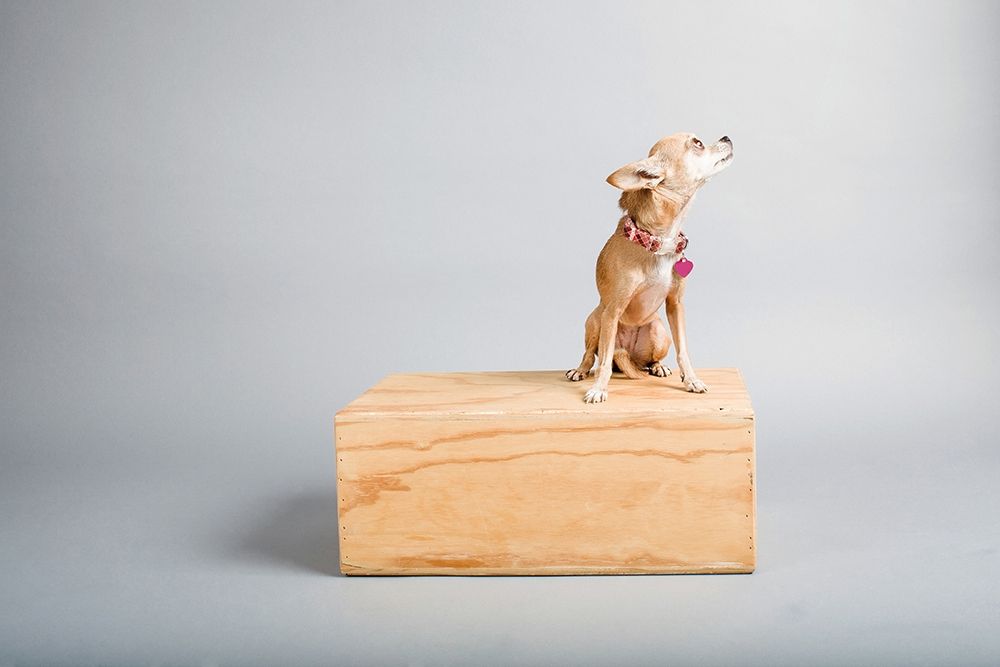 Small Dog, Big World art print by Susan Sabo for $57.95 CAD