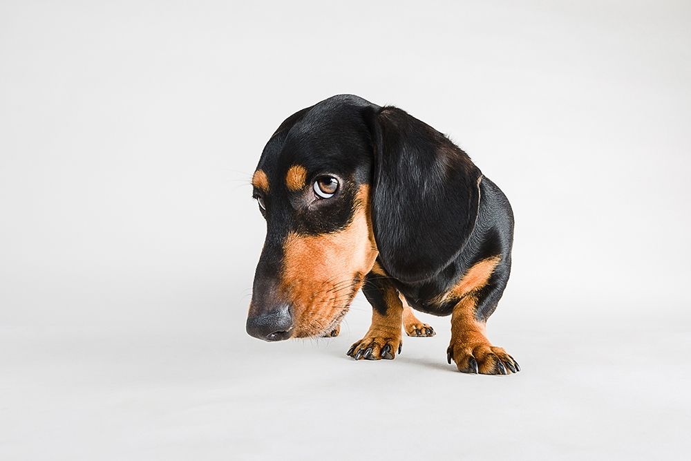 Who, Me? art print by Susan Sabo for $57.95 CAD