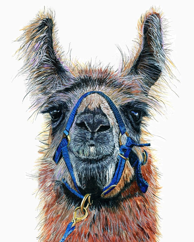 Dalai Llama art print by Melissa Symons for $57.95 CAD