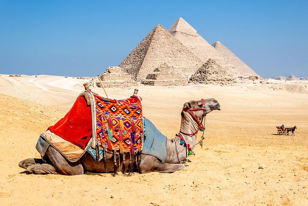 Camel Resting by the Pyramids, Giza, Egypt art print by Richard Silver for $57.95 CAD