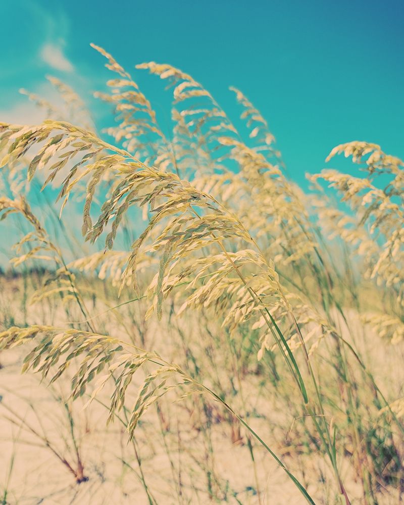 Sea Oats art print by Myan Soffia for $57.95 CAD