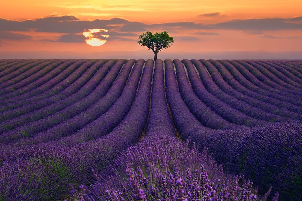 For the Love of Lavender art print by Lee Sie for $57.95 CAD