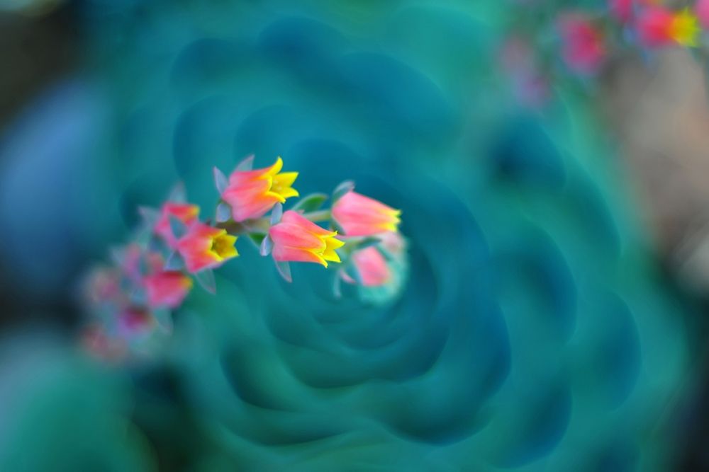 Rosularia art print by Lee Sie for $57.95 CAD