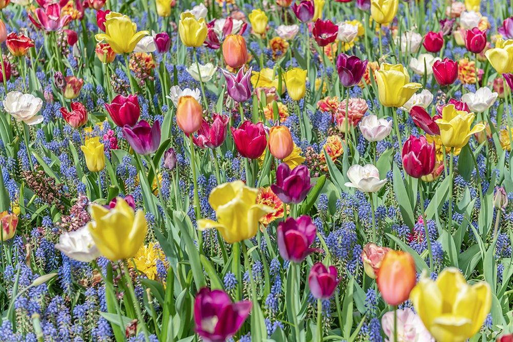 Kuekenhof Tulips I art print by Richard Silver for $57.95 CAD