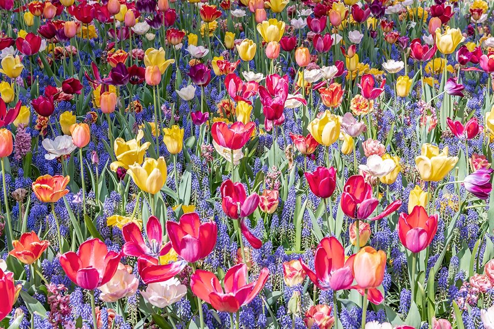 Kuekenhof Tulips II art print by Richard Silver for $57.95 CAD