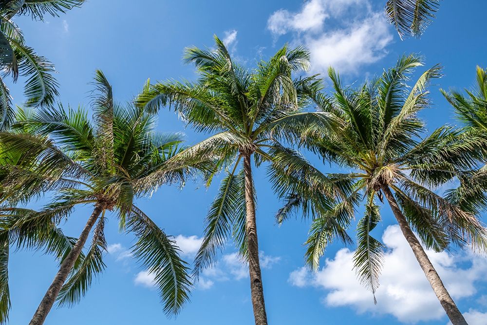 Palawan Palm Trees I art print by Richard Silver for $57.95 CAD