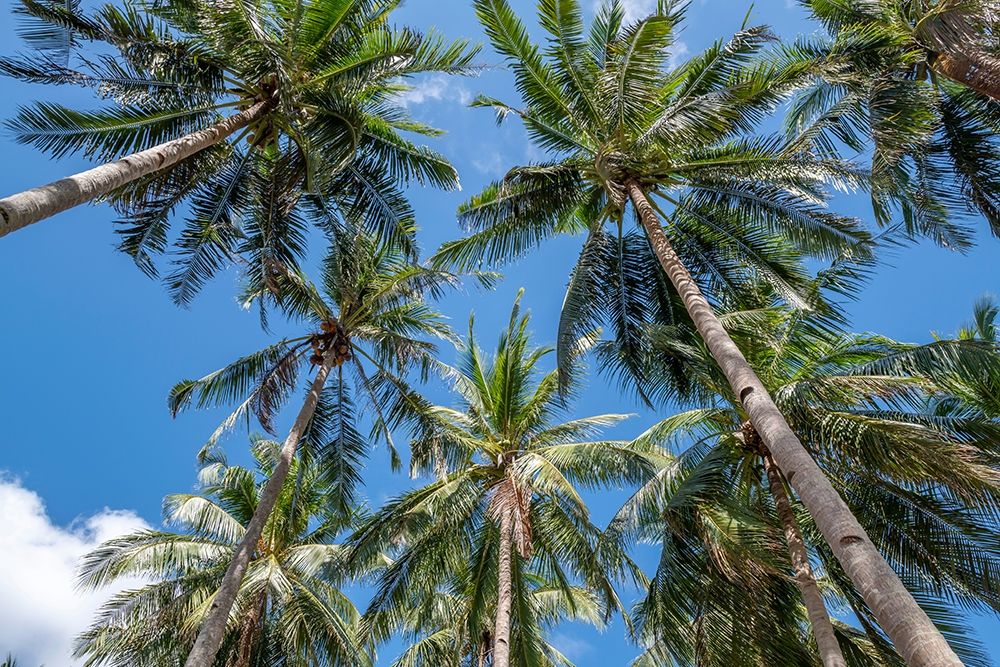 Palawan Palm Trees II art print by Richard Silver for $57.95 CAD