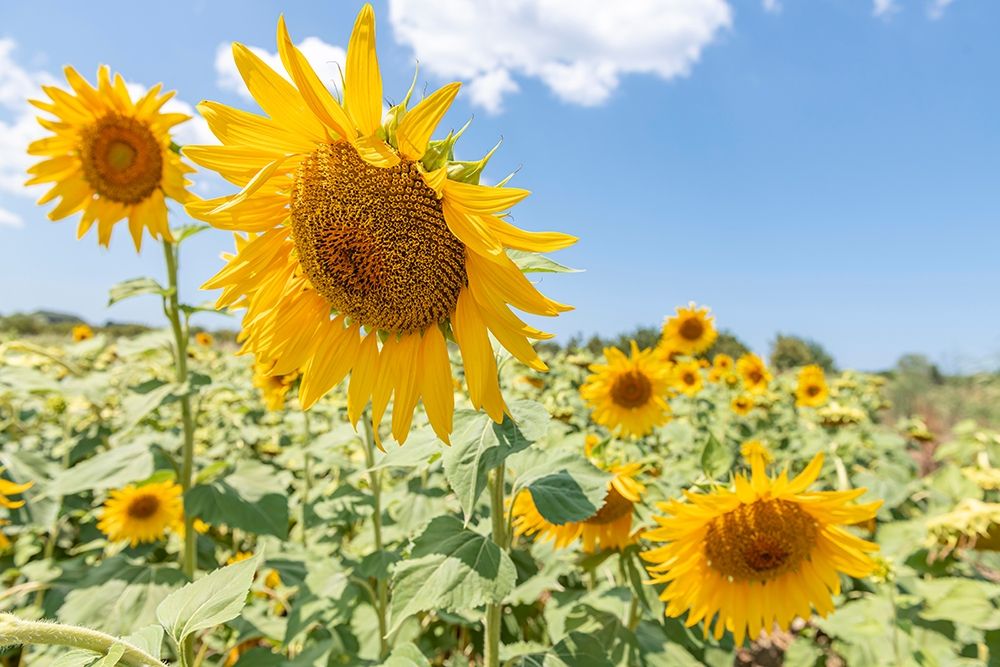 Sunflowers I art print by Richard Silver for $57.95 CAD