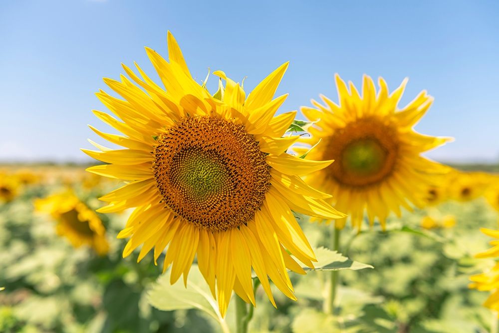 Sunflowers II art print by Richard Silver for $57.95 CAD