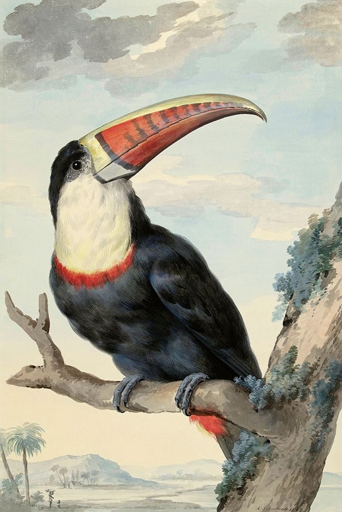 Red-billed Toucan, c. 1748 art print by Aert Schouman for $57.95 CAD
