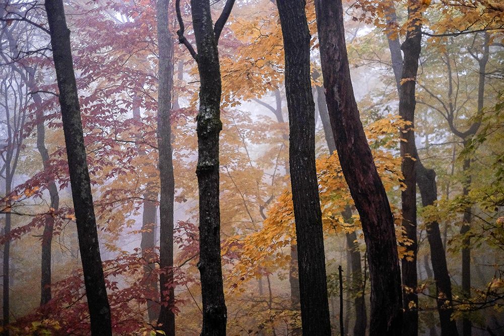 October Trees art print by Kelly Sinclair for $57.95 CAD