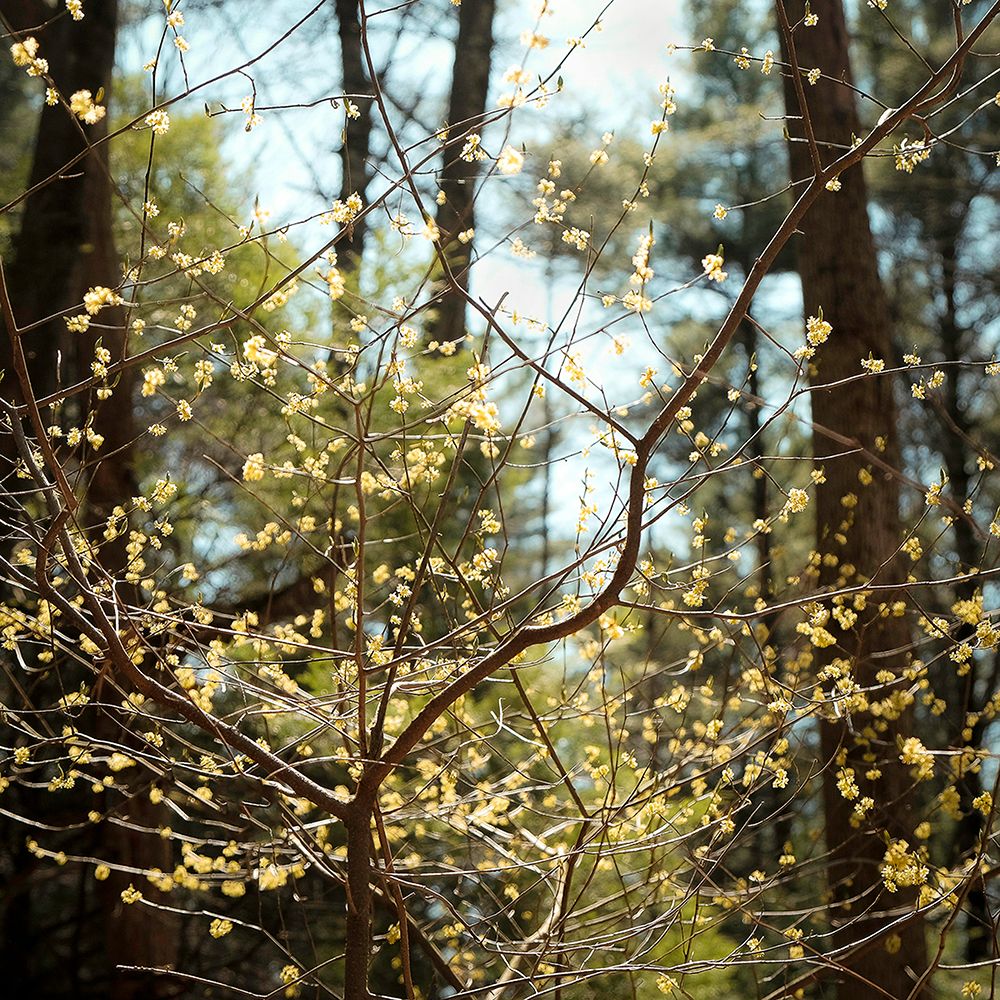 Spring art print by Kelly Sinclair for $57.95 CAD