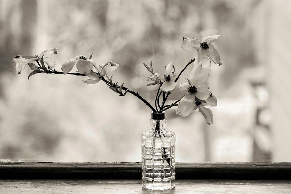 Wild Dogwood art print by Kelly Sinclair for $57.95 CAD
