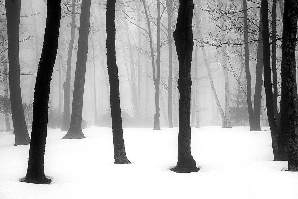 Winter Fog art print by Kelly Sinclair for $57.95 CAD