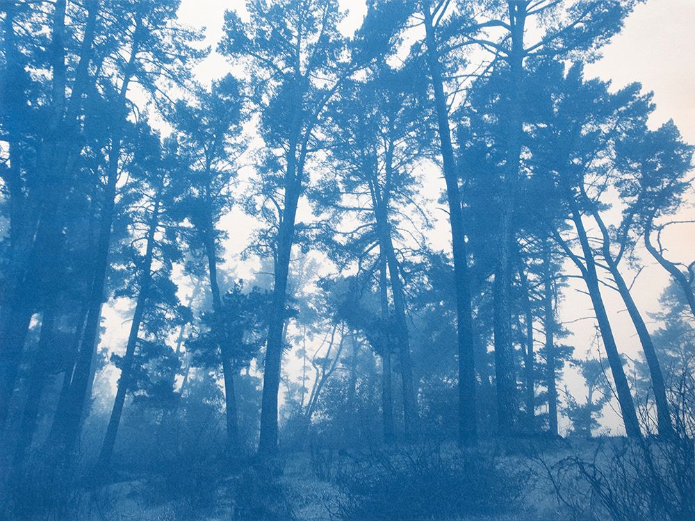 Sheltering Trees art print by Christine So for $57.95 CAD