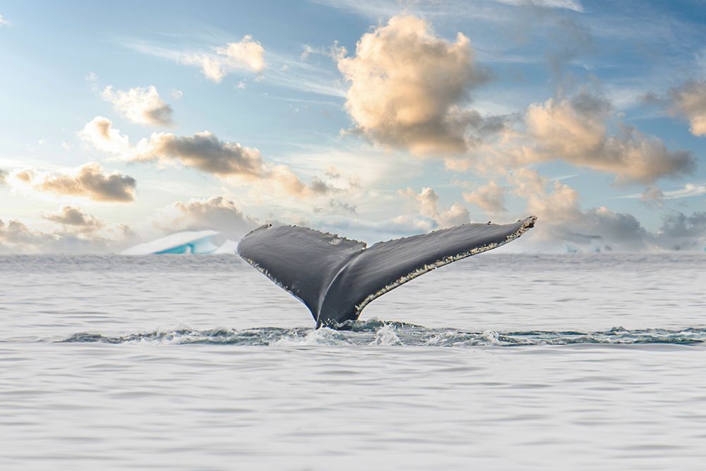 Antarctica Whale Tail III art print by Richard Silver for $57.95 CAD