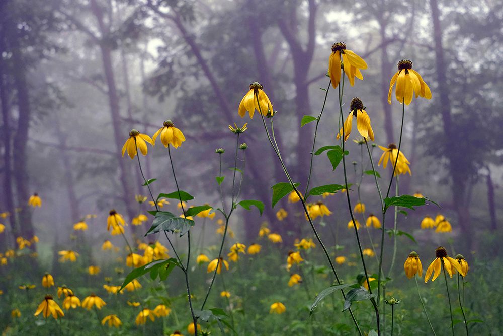 Coneflower art print by Kelly Sinclair for $57.95 CAD