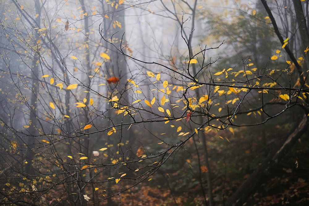 Black Birch in Autumn art print by Kelly Sinclair for $57.95 CAD