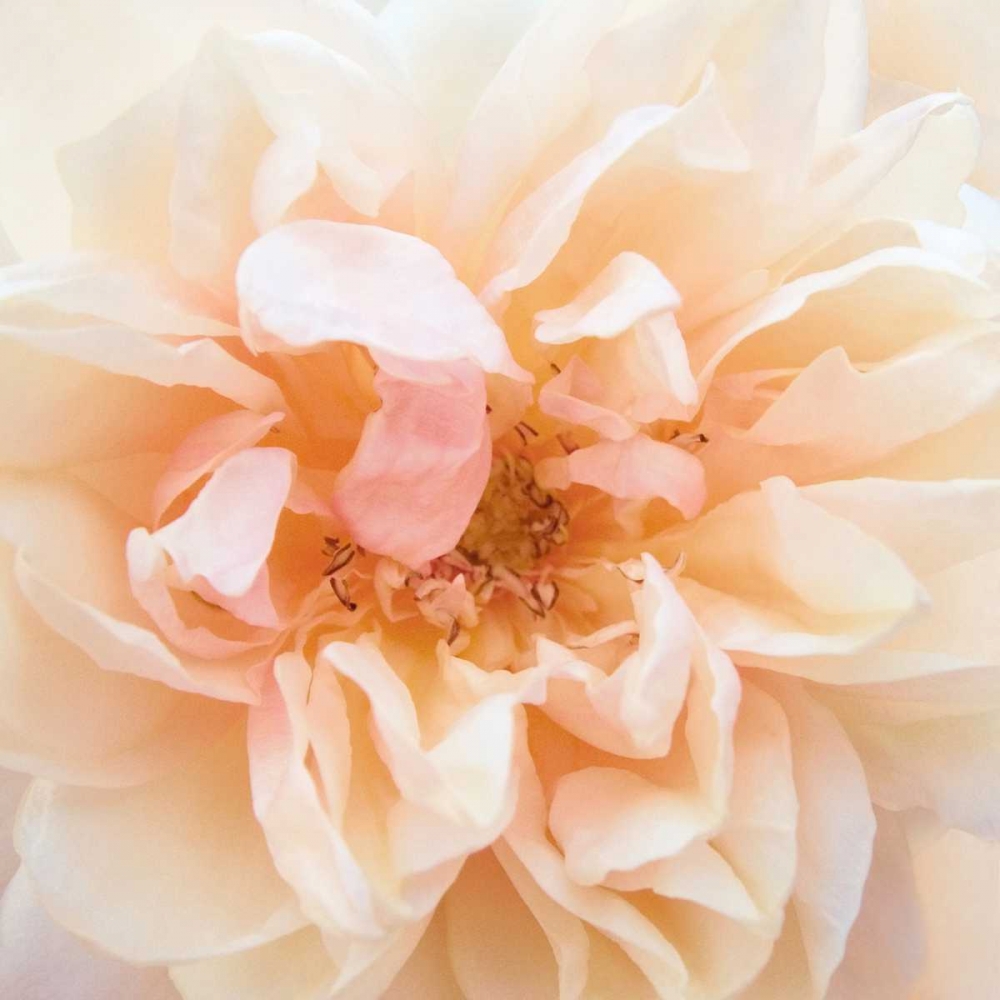 Promise Rose art print by Rebecca Swanson for $57.95 CAD