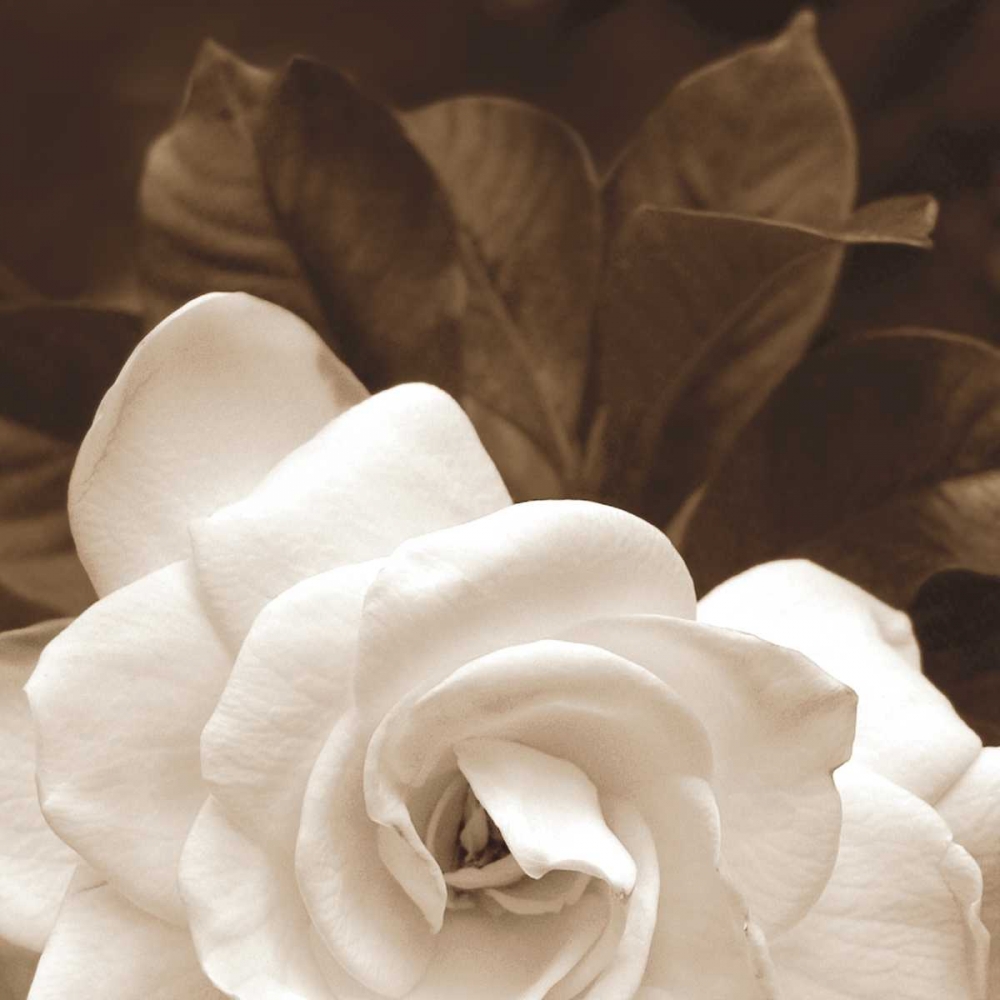 Gardenia Garden art print by Rebecca Swanson for $57.95 CAD