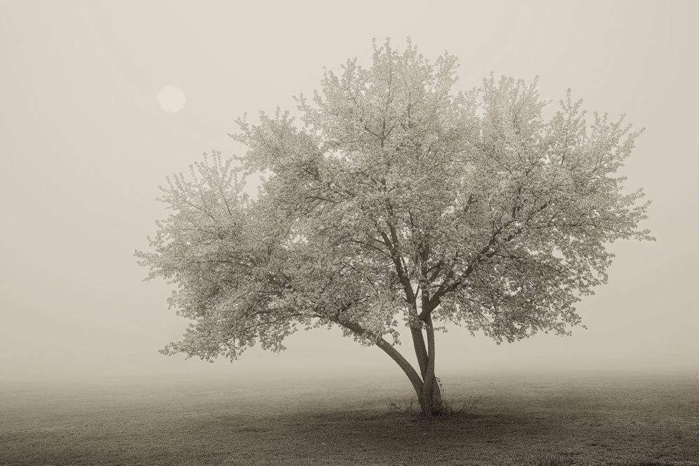 Forever Spring art print by Igor Svibilsky for $57.95 CAD