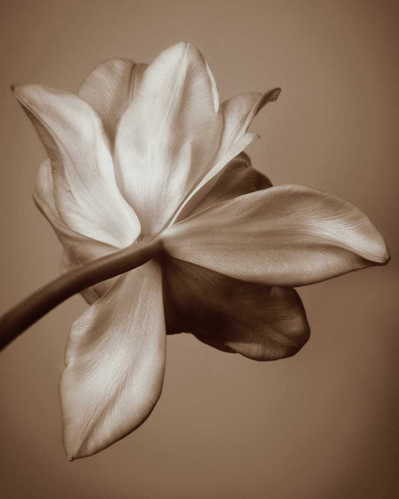 Moonlight Tulip art print by Rebecca Swanson for $57.95 CAD