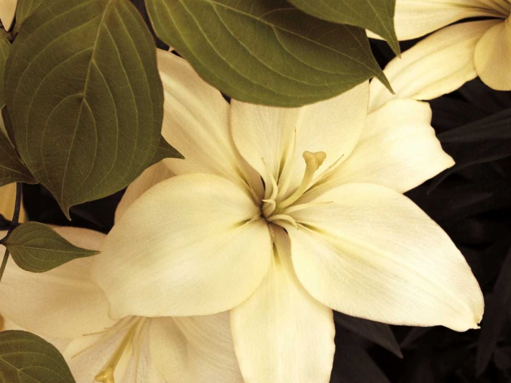 Lily and Leaves art print by Rebecca Swanson for $57.95 CAD