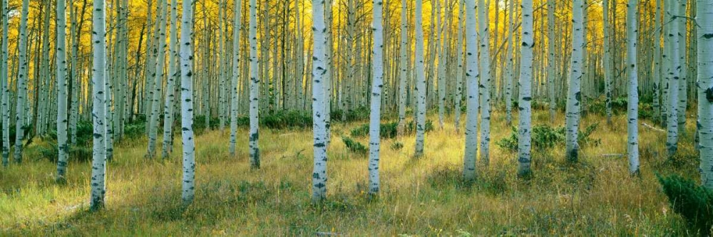 Aspens Ashley art print by Alain Thomas for $57.95 CAD
