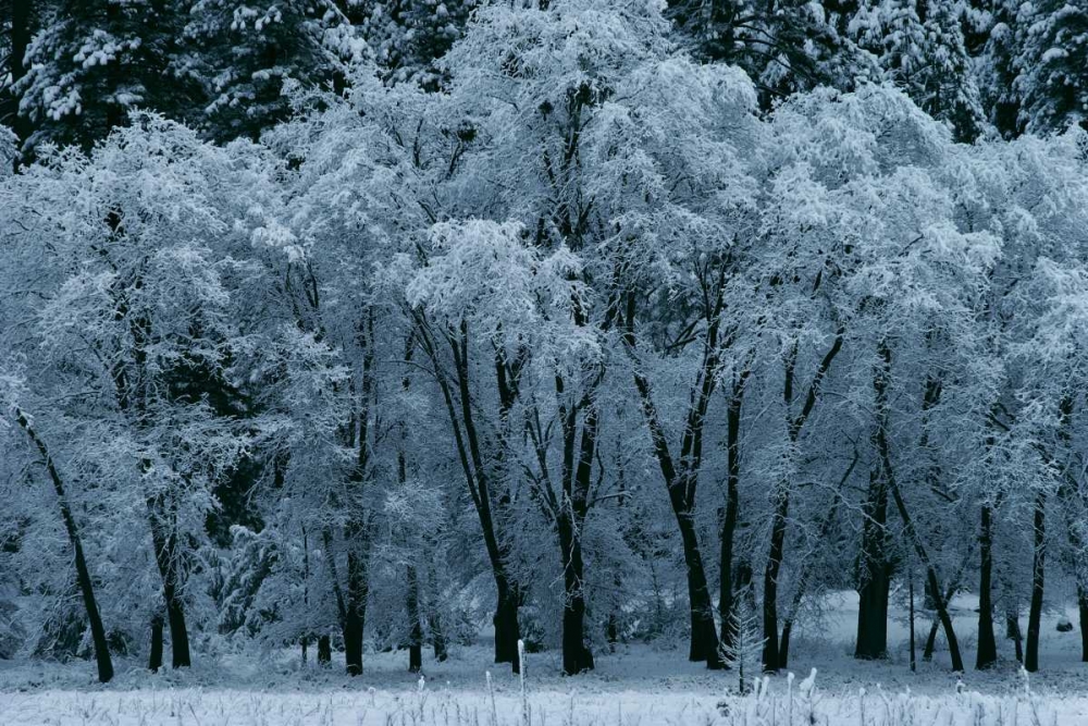 Black Oaks Yosemite art print by Alain Thomas for $57.95 CAD