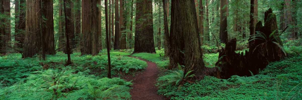 Redwoods Path art print by Alain Thomas for $57.95 CAD