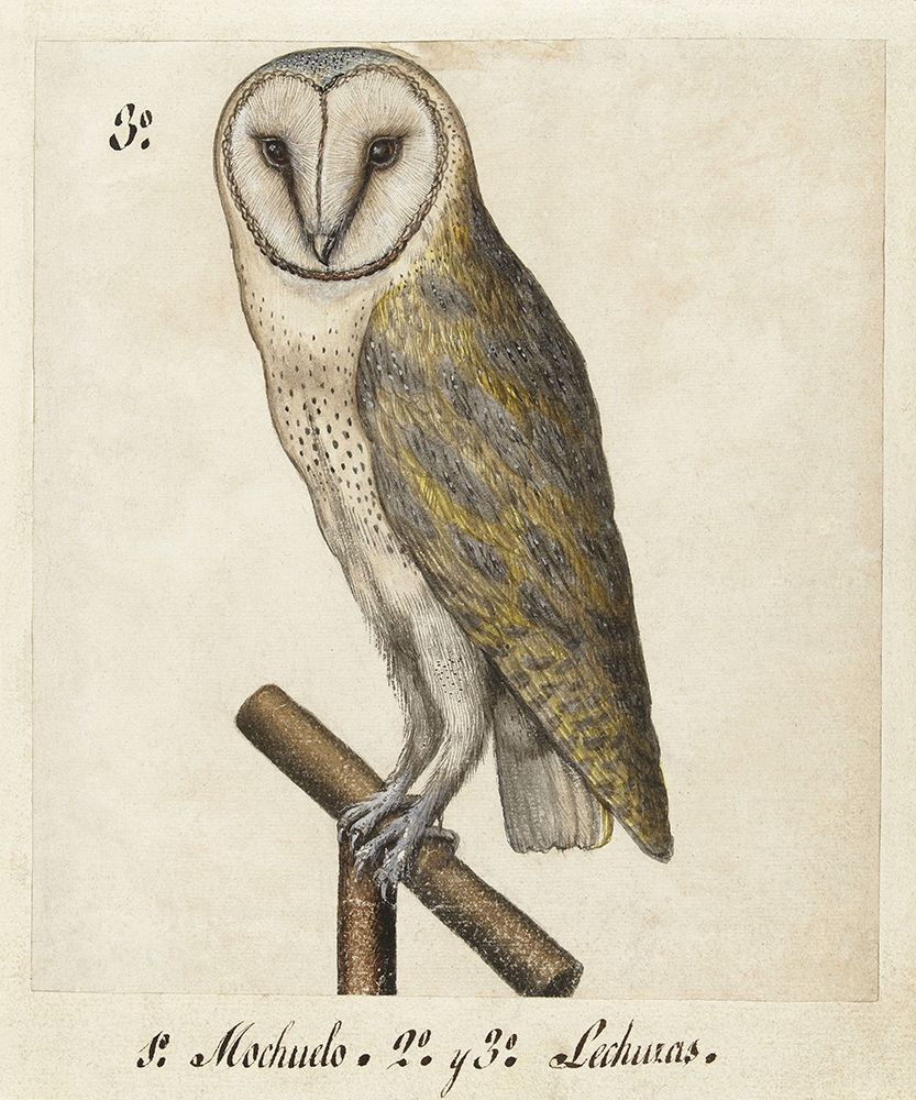 Barn Owl, 1560-1585 art print by Unknown for $57.95 CAD
