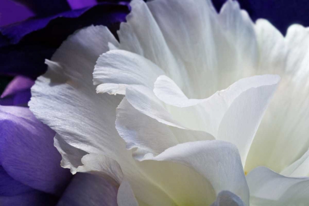 Lisianthus art print by Amalia Veralli for $57.95 CAD