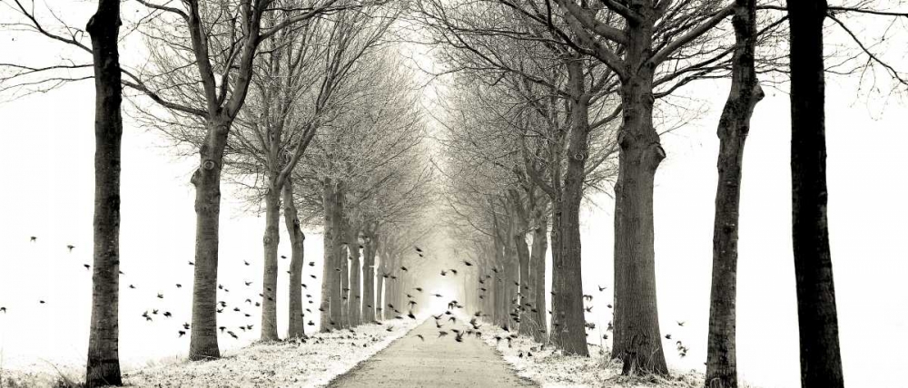 Birds art print by Lars Van de Goor for $57.95 CAD