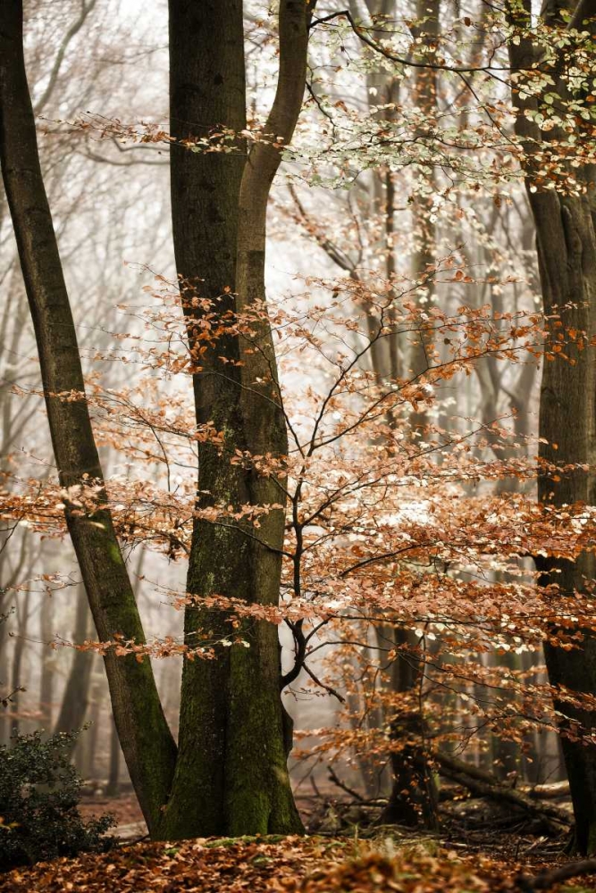 Bronze Tree art print by Lars Van de Goor for $57.95 CAD