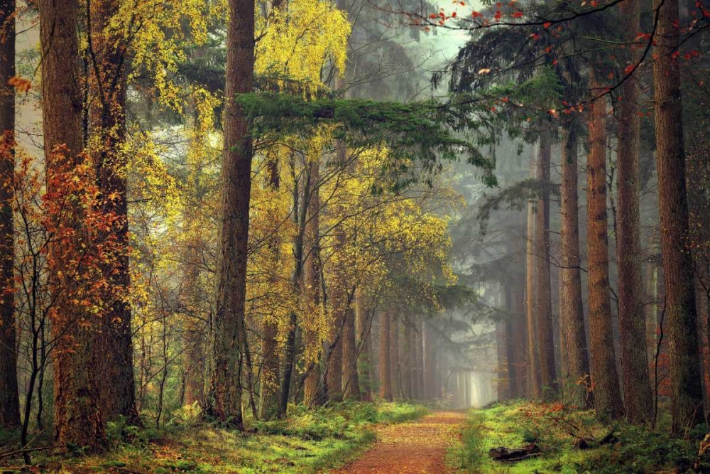 Colors of the Forest art print by Lars Van de Goor for $57.95 CAD