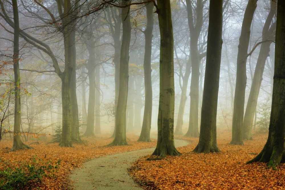 Misty Twisty art print by Lars Van de Goor for $57.95 CAD