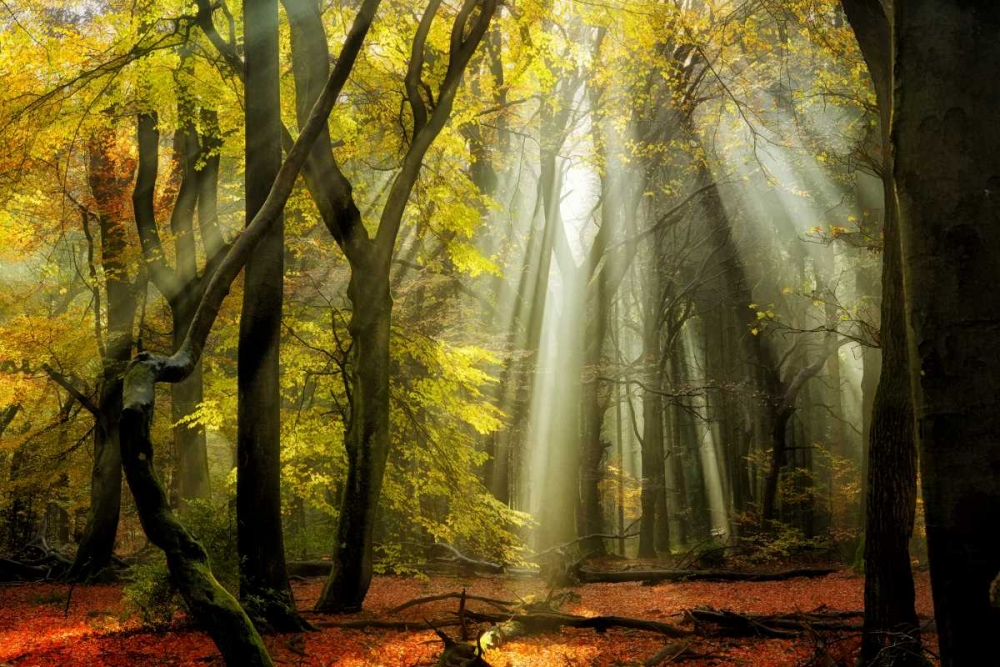 Yellow Leaves Rays art print by Lars Van de Goor for $57.95 CAD